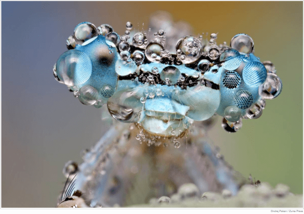 Ondrej Pakan : Zuma Press