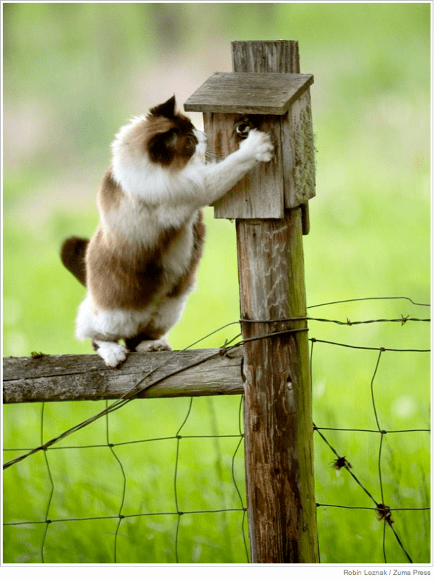 Robin Loznak : Zuma Press