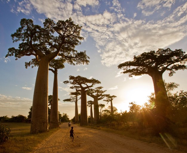 Scenes From Baobab Alley In Madagascar